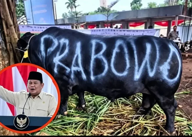 Prabowo’s 1,098 Cows for Sacrifices Purchased Using APBN, Turn in Debt Called State Debt