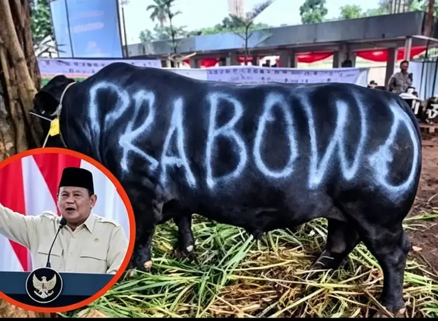 Prabowo’s 1,098 Cows for Sacrifices Purchased Using APBN, Turn in Debt Called State Debt